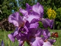 Bearded iris or German bearded iris (Iris germanica) \'Amethyst Flame\' blooming with large, ruffled lilac